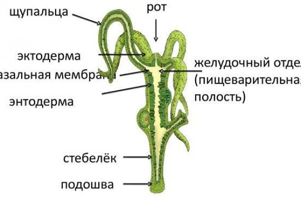 Kraken зеркала kr2web in